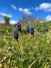 fleur de muscari dans un champ