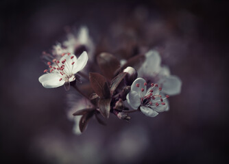 Steinweichsel Blüten