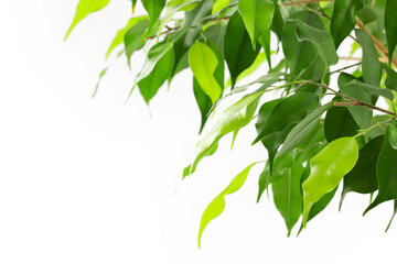 green leaves of ficus benjamin with branches, isolated on a transparent background