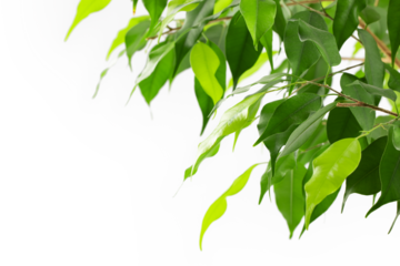 green leaves of ficus benjamin with branches, isolated on a transparent background