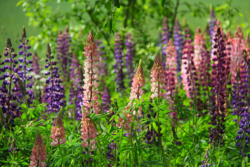 colorful lupins in a green meadow