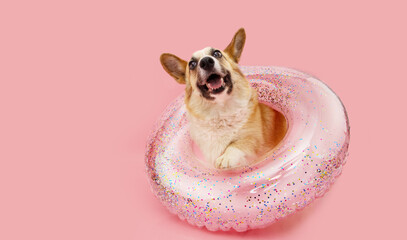 Banner puppy dog summer. Corgi inside of a infltable ring. Isolated on pink pastel background