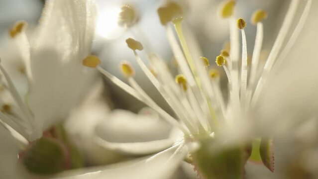 Blossoming plum tree flowers on a sunny spring day, macro 4k