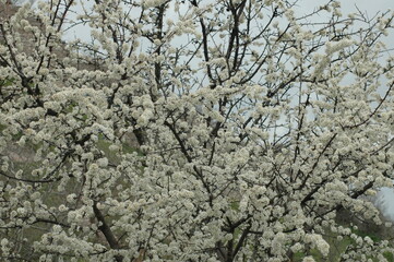 primavera sulla rocca di Assis (Perugia )i . Alberi in fiore 