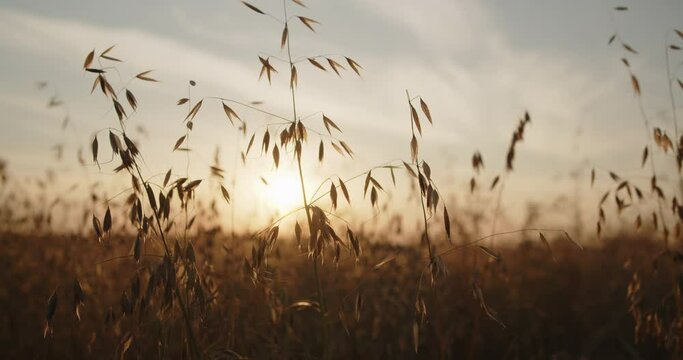 Oat field in the summer at sunset close-up. Farming and agriculture concept. Crop is ready for harvesting. Slow motion wide shot.