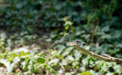 Close up of a blue emperor dragonfly (Anax imperator). Sunbathing on a branch.
