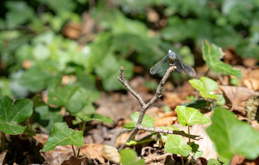 Male blue emperor dragonfly (Anax imperator). Sunbathing. Face to face.
