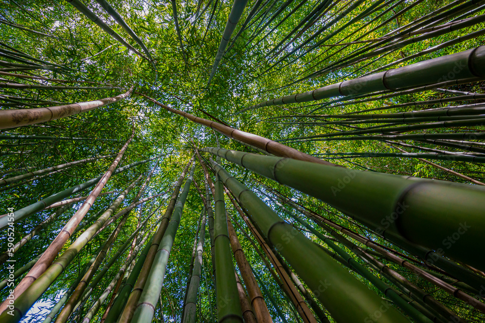 Canvas Prints bamboo forest - fresh bamboo background