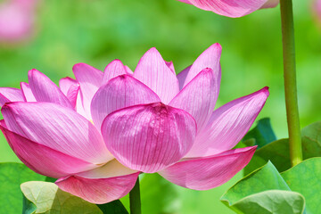 東京 上野 不忍池の美しい蓮の花　コピースペースあり（東京都） Beautiful lotus flowers at Shinobazu Pond in Ueno, Tokyo, with copy space (Tokyo, Japan)