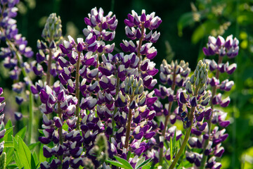 beautiful colorful lupines close up