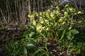 Christmas rose plant (Helleborus niger) with lime green yellow flowers growing in a cottage garden, early blooming evergreen perennial, copy space, selected focus