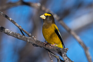 Evening grosbeak