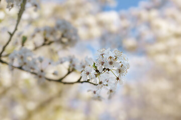 White blossoms on a branch of a wild plum tree in the garden or park, spring holiday greeting card like Easter or Mothers day, blurry background, copy space, selected focus