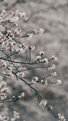 Sakura cherry blossoms Tokyo city Japan with tram rails people walking car taxi