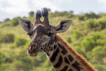 Giraffe in Arusha National Park, Tanzania