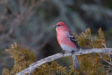 Pine grosbeak on perch