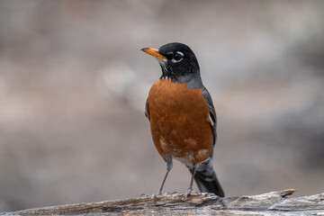 American robin closeup