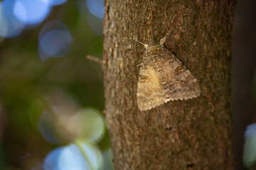 Close up of a beautiful Red underwing (Catocala nupta) on the tree trunk in the woods. Selective focus.