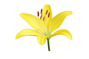 Yellow lily flower in PNG isolated on transparent background
