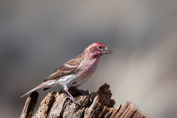 Cassin's finch