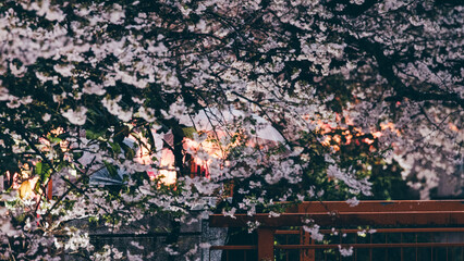 Sakura cherry blossoms Tokyo city Japan with tram rails people walking car taxi