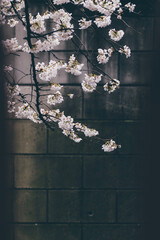 Sakura cherry blossoms Tokyo city Japan with tram rails people walking car taxi