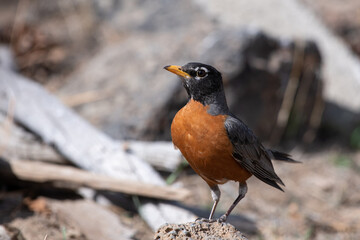 American robin 