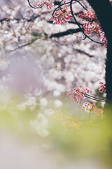 Sakura cherry blossoms Tokyo city Japan with tram rails people walking car taxi