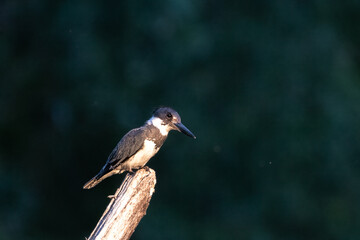 Belted kingfisher