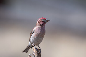Cassin's finch