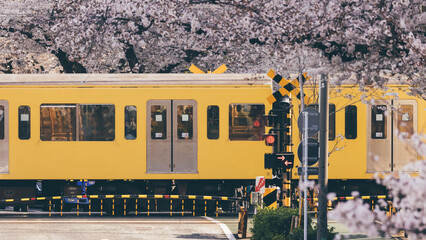 Sakura cherry blossoms Tokyo city Japan with tram rails people walking car taxi