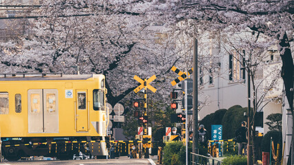 Sakura cherry blossoms Tokyo city Japan with tram rails people walking car taxi