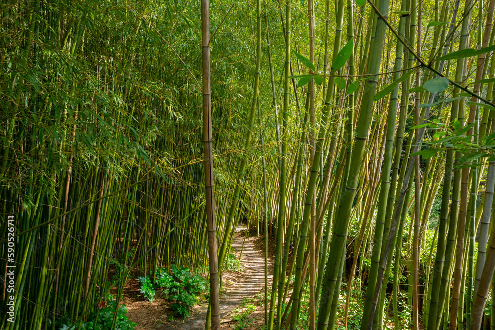 Wall mural bamboo forest - fresh bamboo background