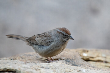 Canyon towhee