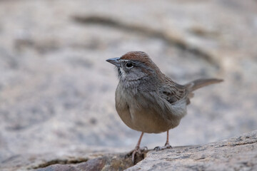 Canyon towhee 