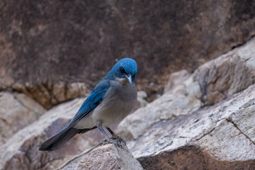 Mexican scrub jay