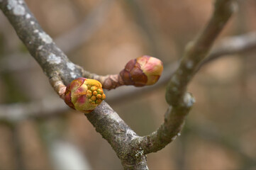 Zwei Knospen  einer Kastanie / frische Triebe an Kastanienbaum