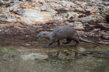 River otter on bank