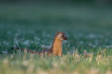 Long-tailed weasel