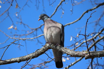 Sweden. The common wood pigeon or common woodpigeon (Columba palumbus), also known as simply wood pigeon, wood-pigeon or woodpigeon.