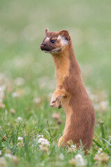 Long-tailed weasel 