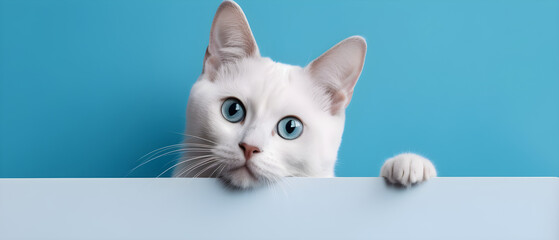 Cat on isolated Periwinkle Blue color background created with Generative AI Technology