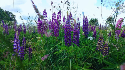 Obraz premium many purple lupins in a large meadow