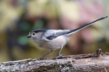 The long-tailed tit (Aegithalos caudatus), also named long-tailed bushtit.
