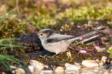 The long-tailed tit (Aegithalos caudatus), also named long-tailed bushtit.
