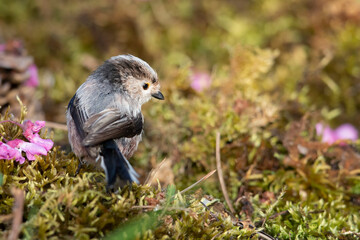 The long-tailed tit (Aegithalos caudatus), also named long-tailed bushtit.
