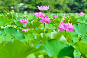 東京 上野 不忍池の美しい蓮の花　コピースペースあり（東京都） Beautiful lotus flowers at Shinobazu Pond in Ueno, Tokyo, with copy space (Tokyo, Japan)