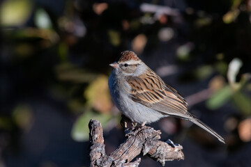 Rufous-winged sparrow