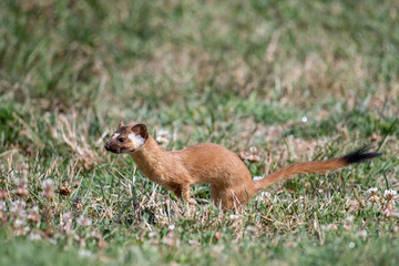 Long-tailed weasel