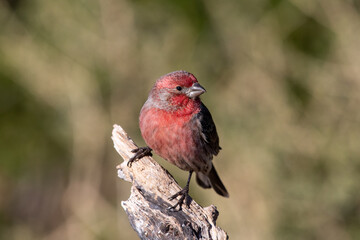 Cassin's finch